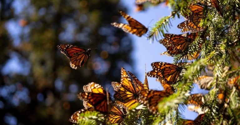 EU propone declarar a la mariposa monarca como especie amenazada; para recuperar a esta especie única - Noticias de Actualidad de México y el Mundo -