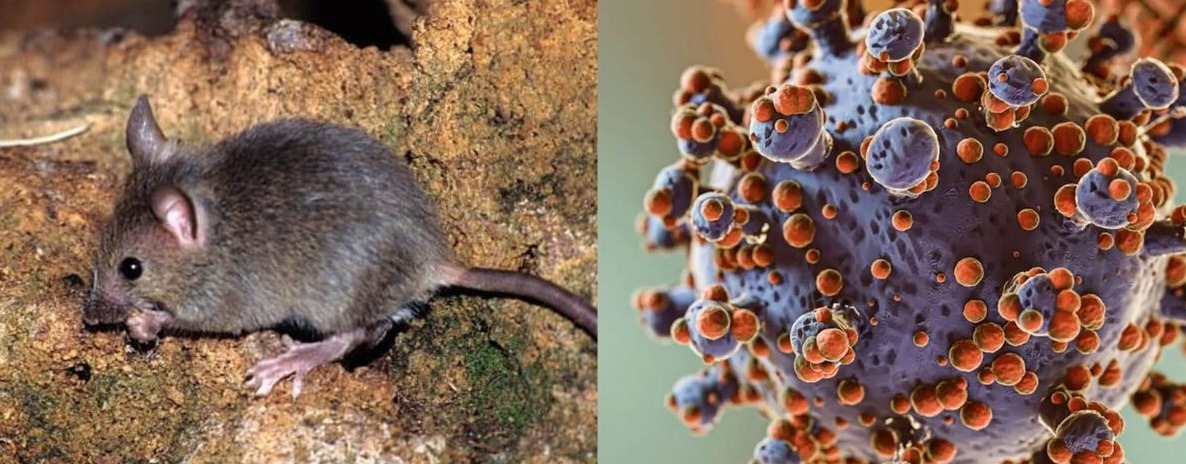 Secretaría de Salud de México emite aviso epidemiológico por hantavirus - Noticias de Actualidad de México y el Mundo -
