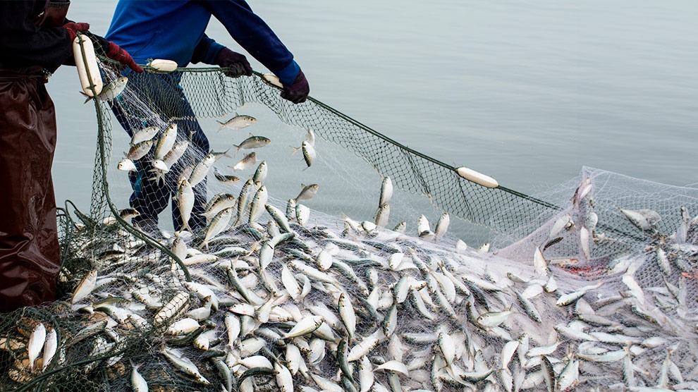 Conapesca retiene 462 toneladas de producto pesquero ilegal en junio - -
